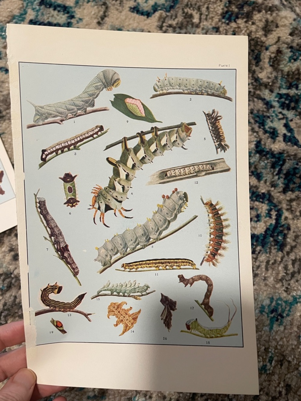 🖤5/$25 Vintage Entomology Print Featuring Caterpillars - Green & Cream